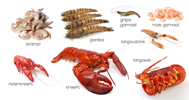 Verschil gamba en scampi