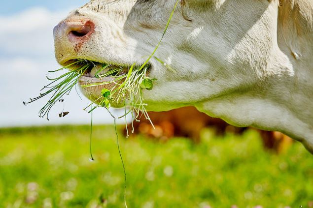 Gras versus Graan gevoerd; wat is beter