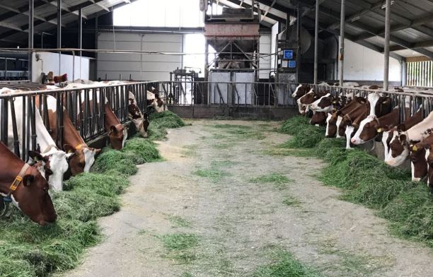 Gras versus Graan gevoerd; wat is beter