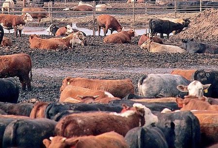 Gras versus Graan gevoerd; wat is beter